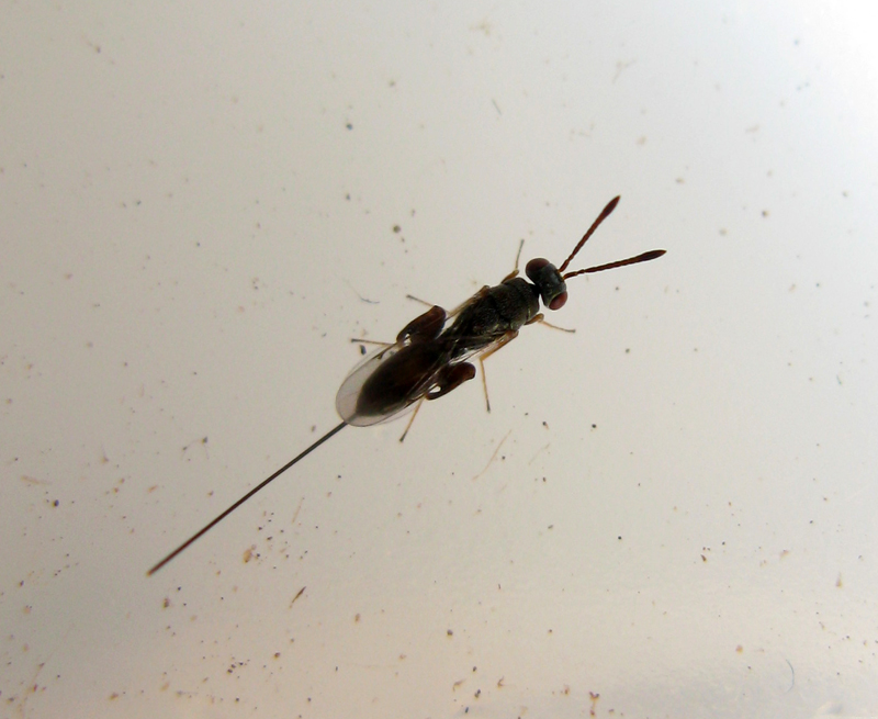 Podagrion sp. (Torymidae Chalcidoidea)