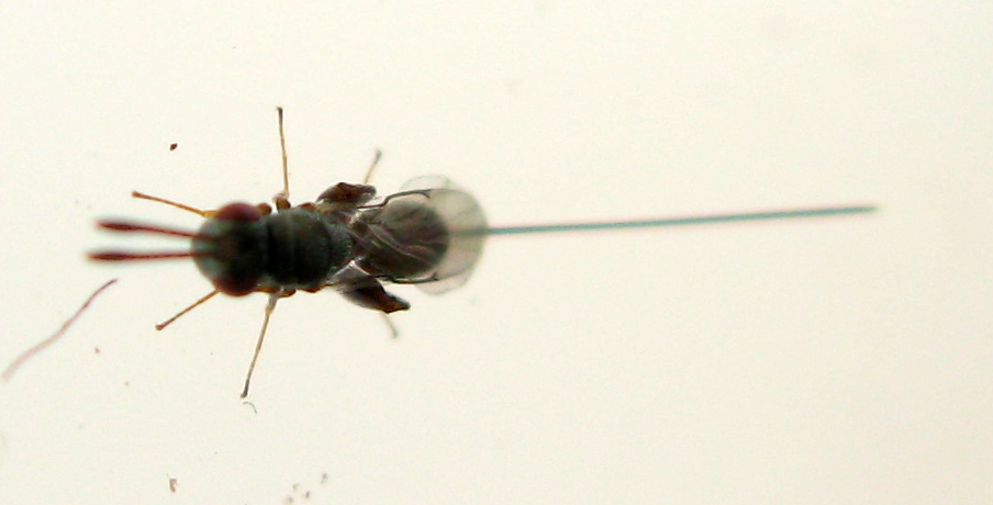 Podagrion sp. (Torymidae Chalcidoidea)