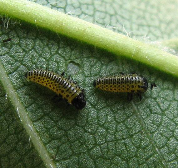 Pyrrhalta sp.?