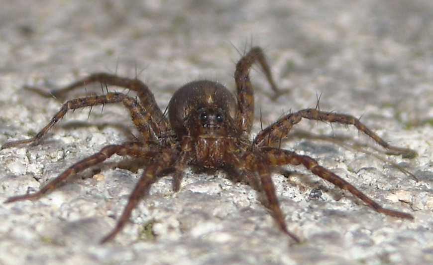 Pardosa sp.