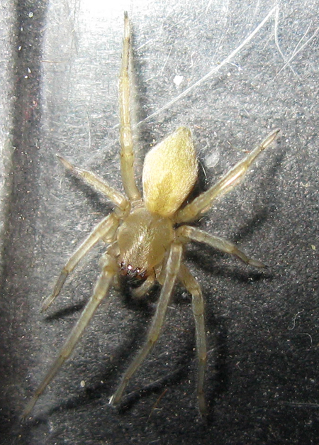 Cheiracanthium sp.