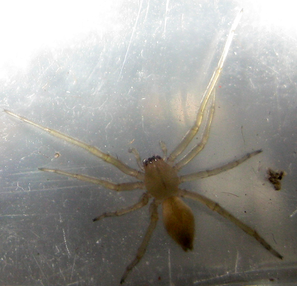 Cheiracanthium sp.