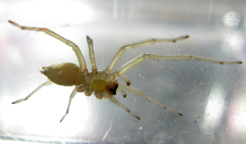 Cheiracanthium sp.
