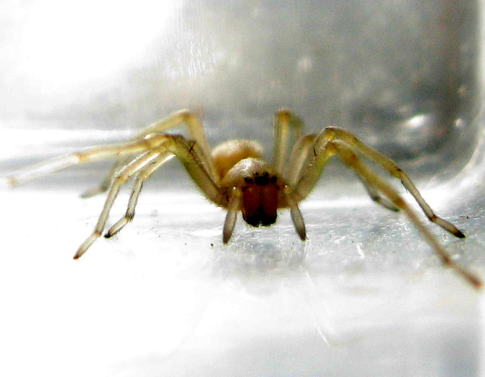 Cheiracanthium sp.