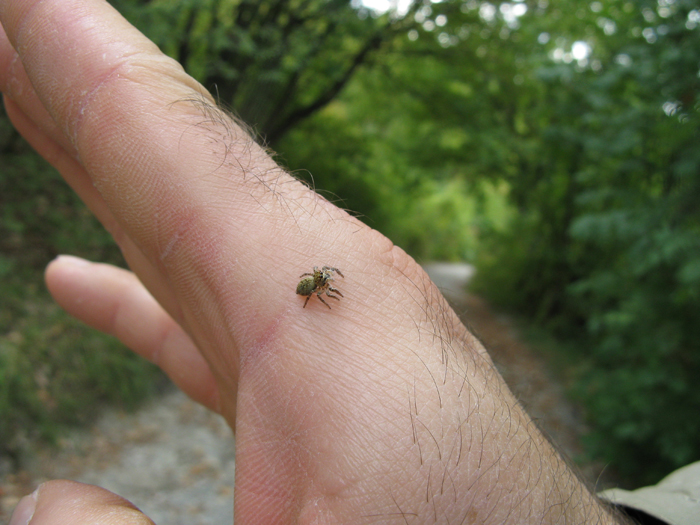 Carrhotus xanthogramma