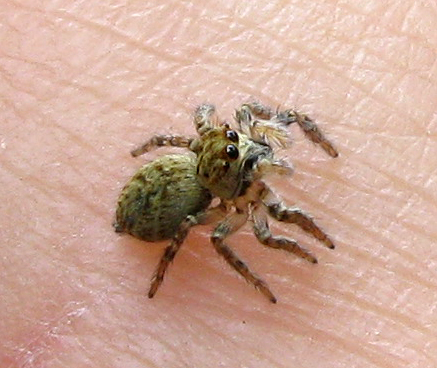 Carrhotus xanthogramma