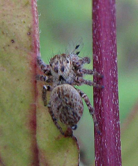 Carrhotus xanthogramma