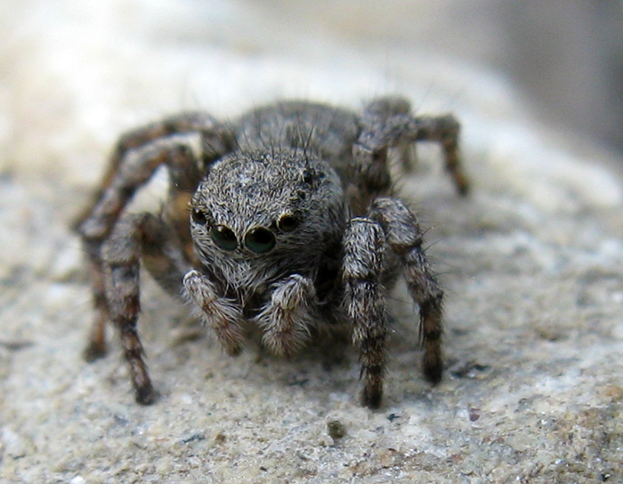 Aelurillus sp