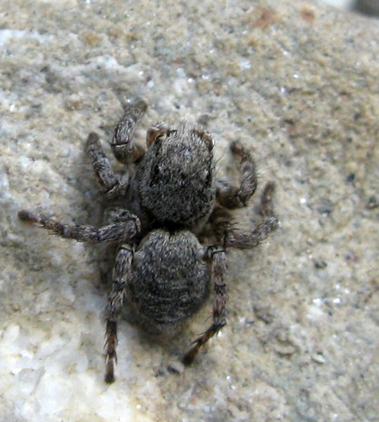 Aelurillus sp