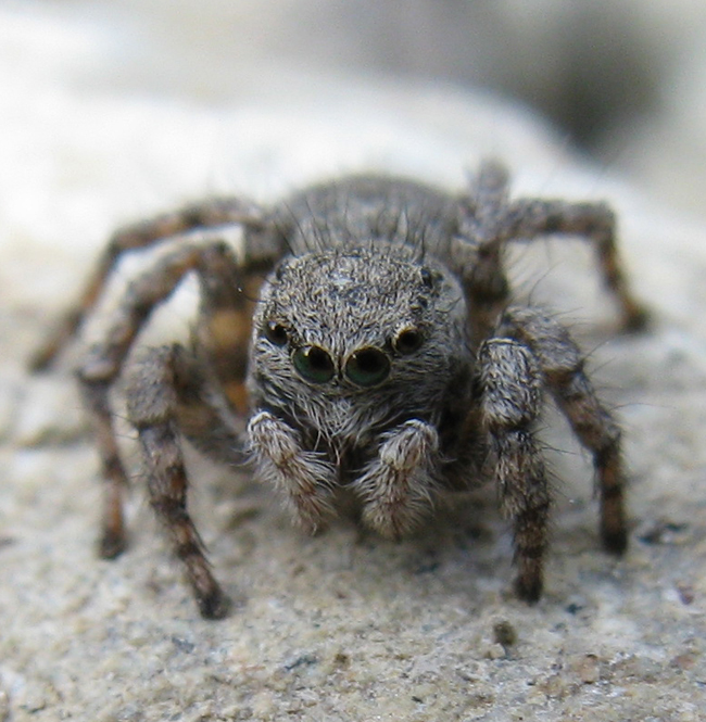 Aelurillus sp