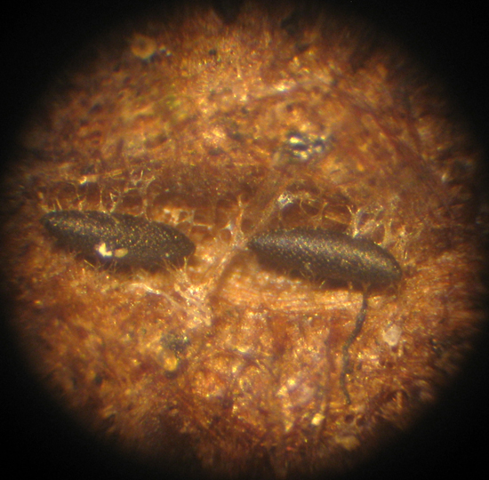 Uova diapausanti di Aedes albopictus