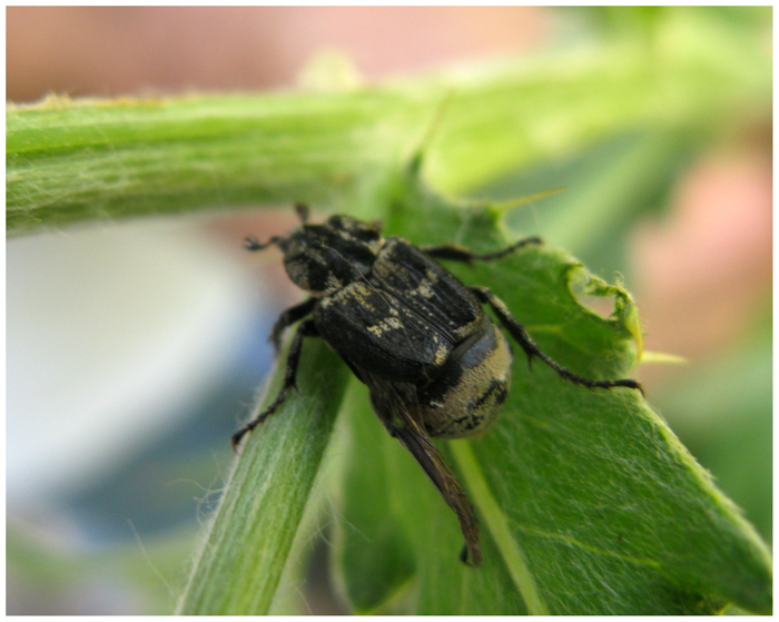 Cetoniidae o Scarabaeidae? Valgus hemipterus