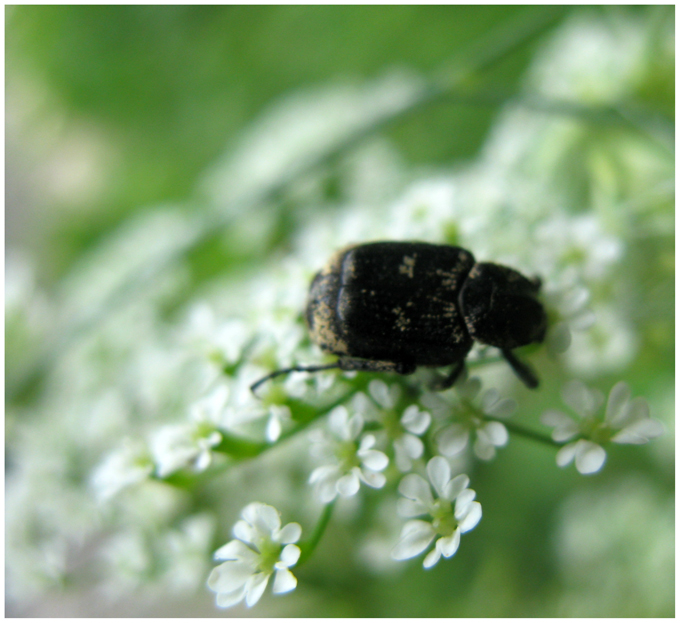 Cetoniidae o Scarabaeidae? Valgus hemipterus