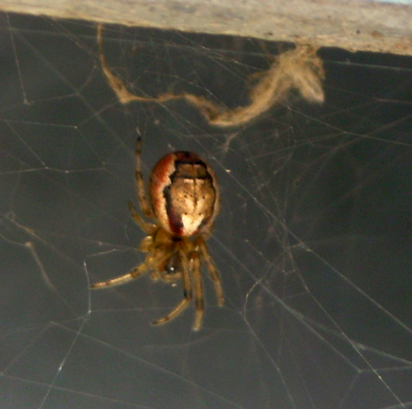 Zygiella sp.