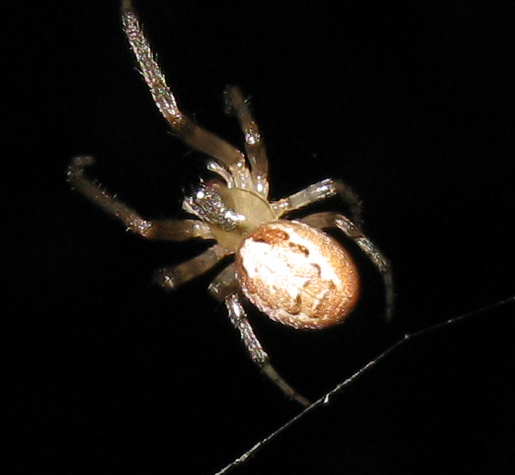Zygiella sp.