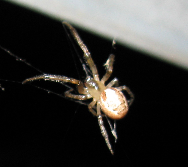 Zygiella sp.