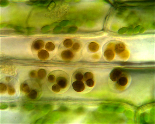 Chroococcus, palmelle o altro?