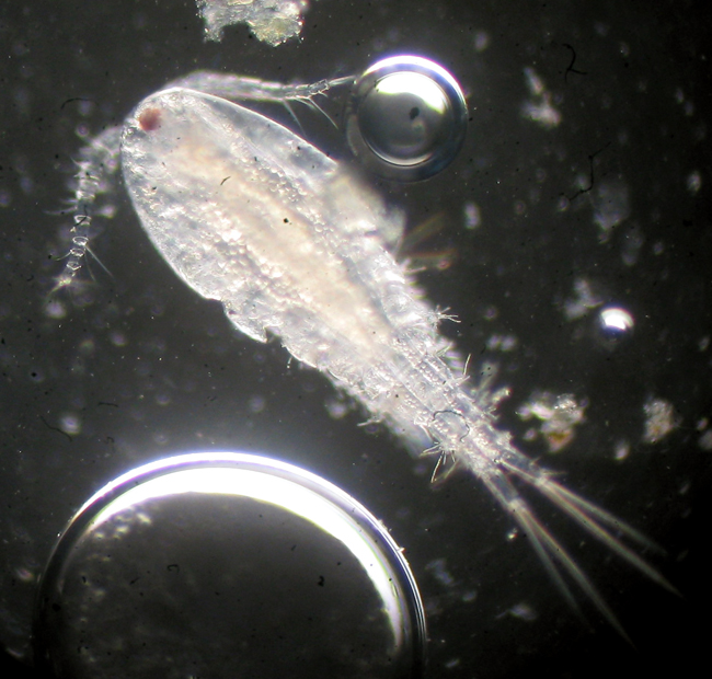 Il copepode