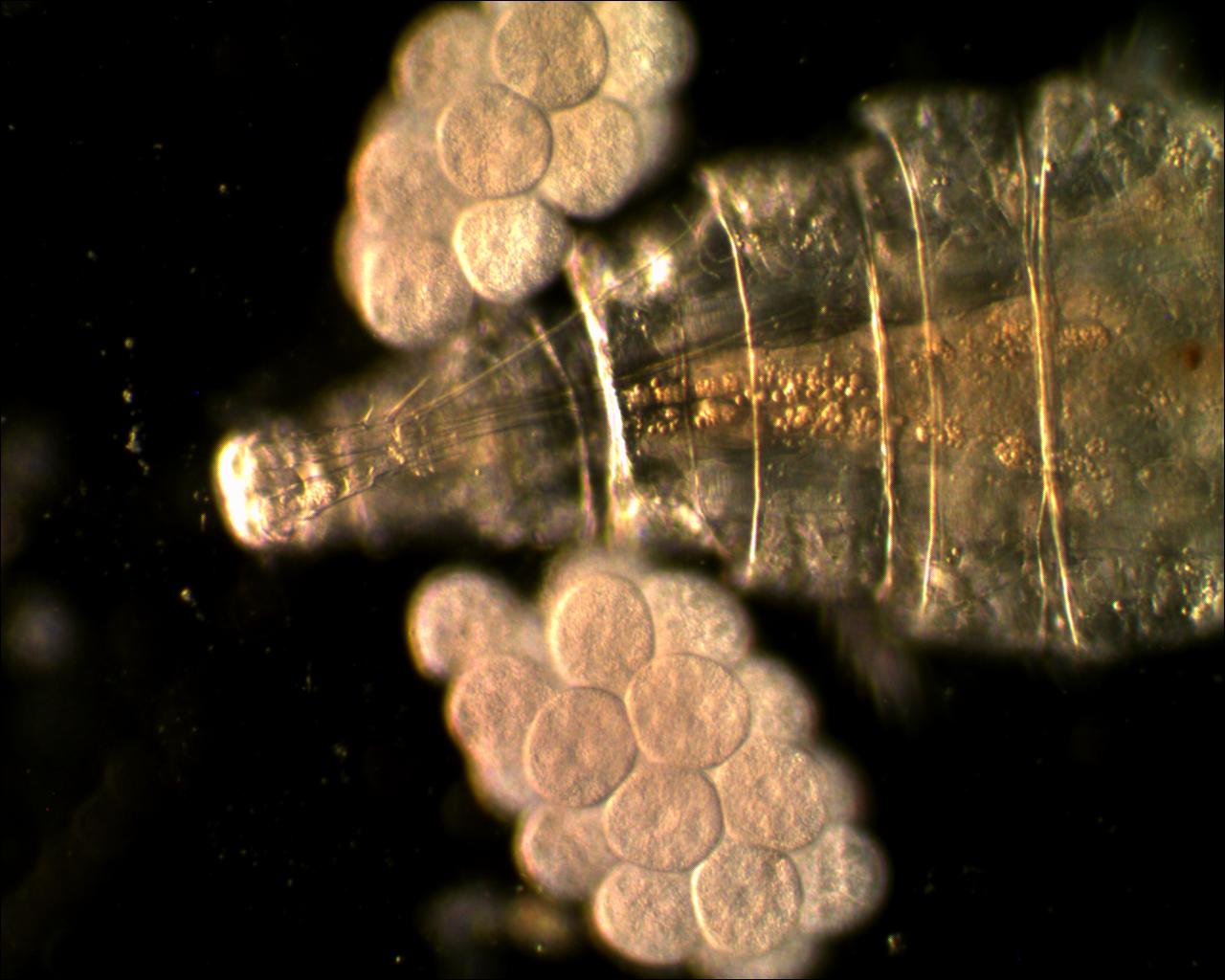 Finch� c''� vita c''�....speranza!