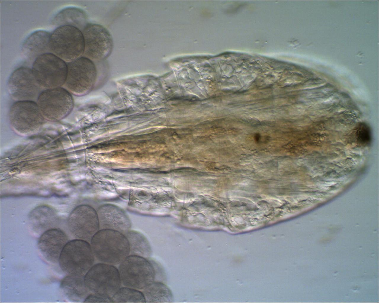 Finch� c''� vita c''�....speranza!