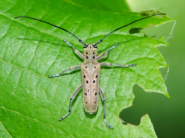 Saperda punctata