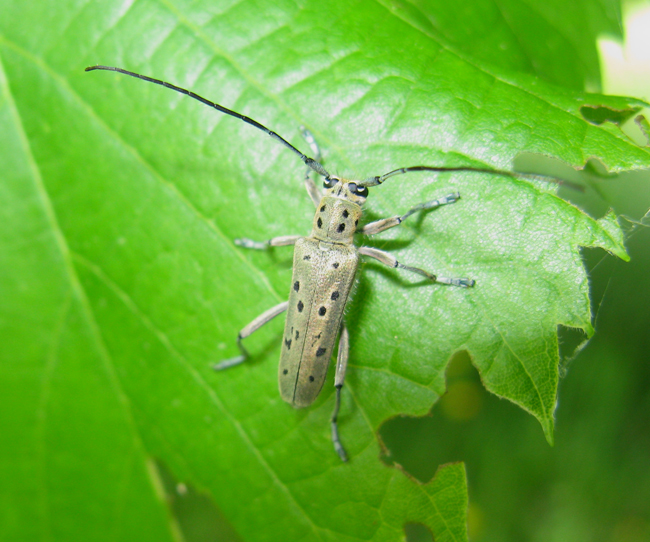 Saperda punctata