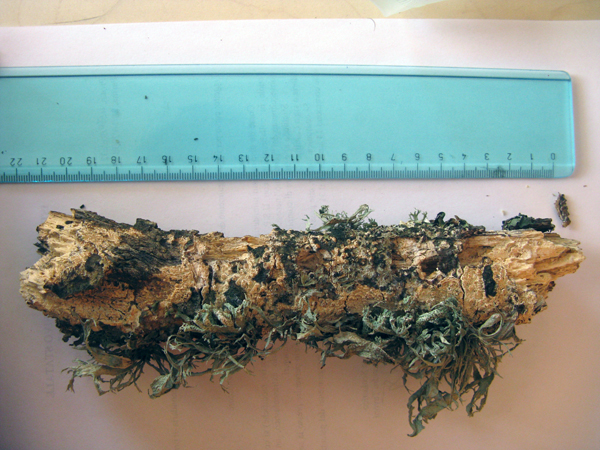 Riconoscimento licheni vari 2