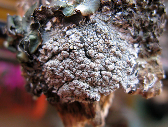 Riconoscimento licheni vari 2