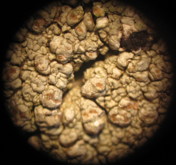 Riconoscimento licheni vari 2