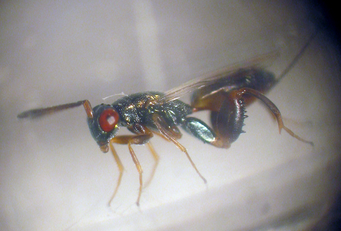 Podagrion sp. (Torymidae Chalcidoidea)