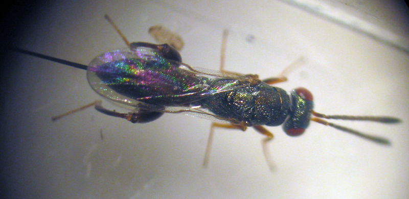 Podagrion sp. (Torymidae Chalcidoidea)