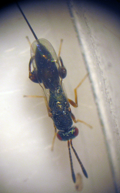 Podagrion sp. (Torymidae Chalcidoidea)