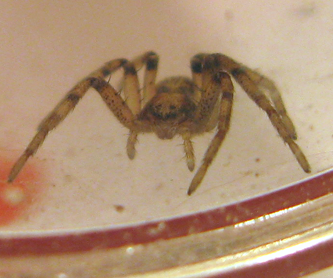 Philodromus sp.