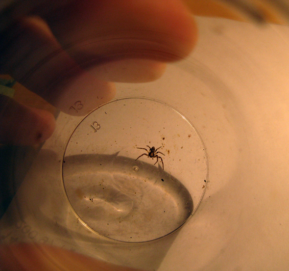 Philodromus sp.