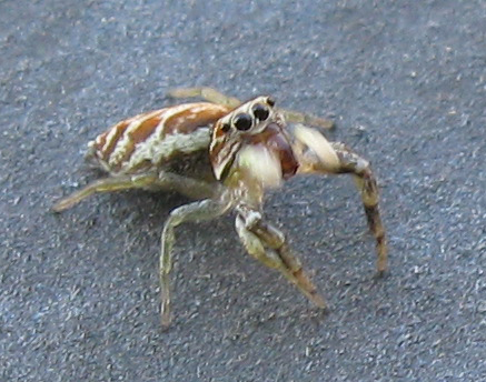 Salticidae da identificare