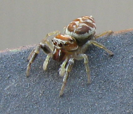 Salticidae da identificare