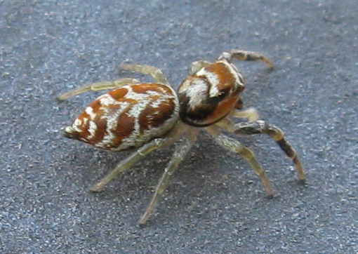 Salticidae da identificare