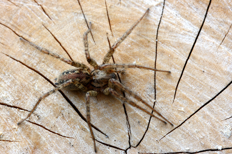 Tegenaria sp. (o Malthonica sp.)