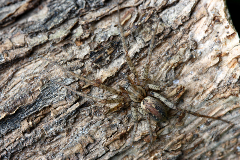 Tegenaria sp. (o Malthonica sp.)