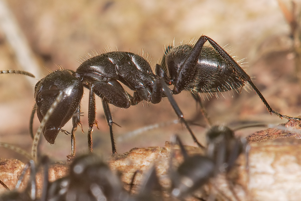 Camponotus vagus: maschio, femmina, op. maggiore e minore