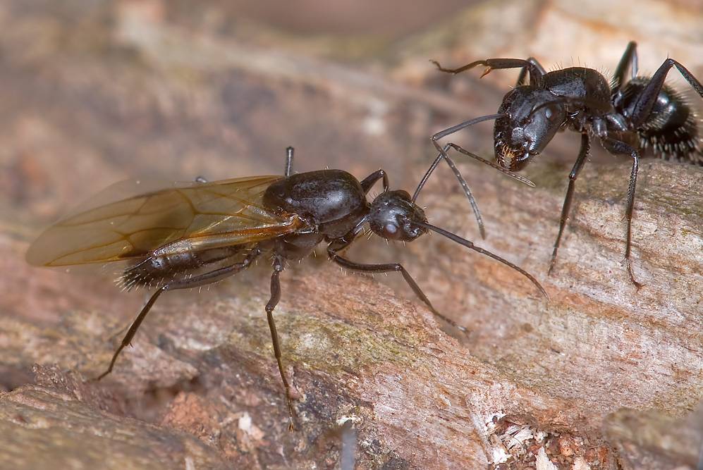 Camponotus vagus: maschio, femmina, op. maggiore e minore