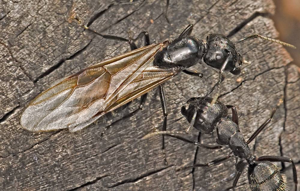 Camponotus vagus: maschio, femmina, op. maggiore e minore