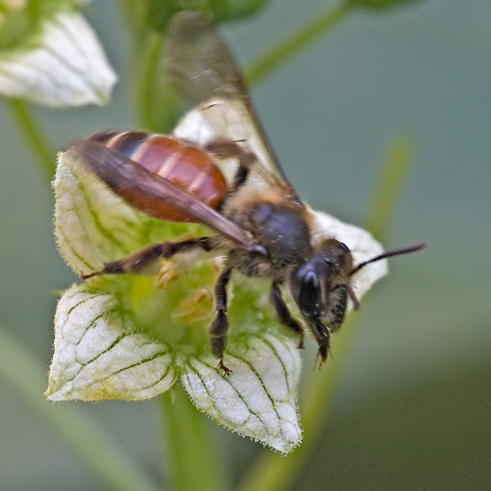 Forse Andrena cfr sardoa