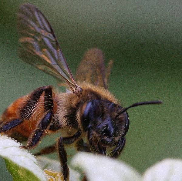 Forse Andrena cfr sardoa