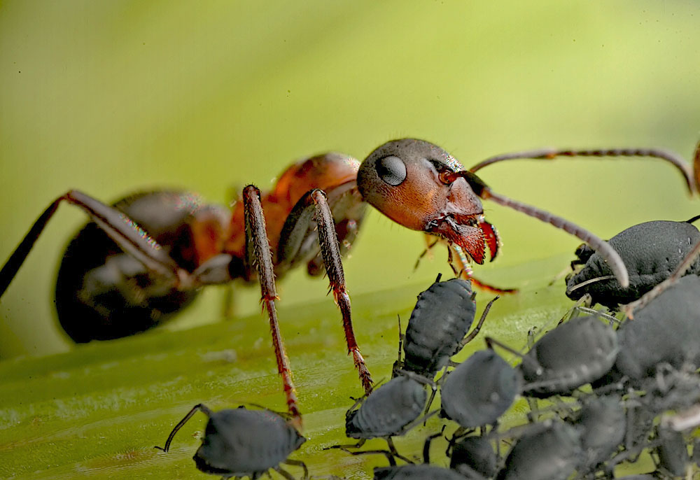 Formica pratensis con afidi neri