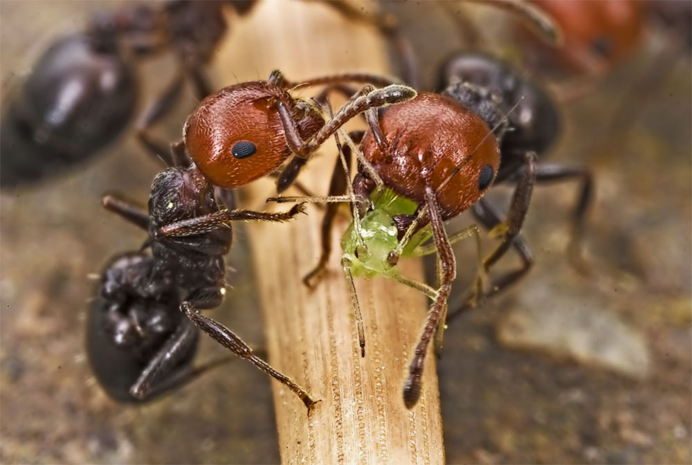 Crematogaster scutellaris - afidi per cena ?