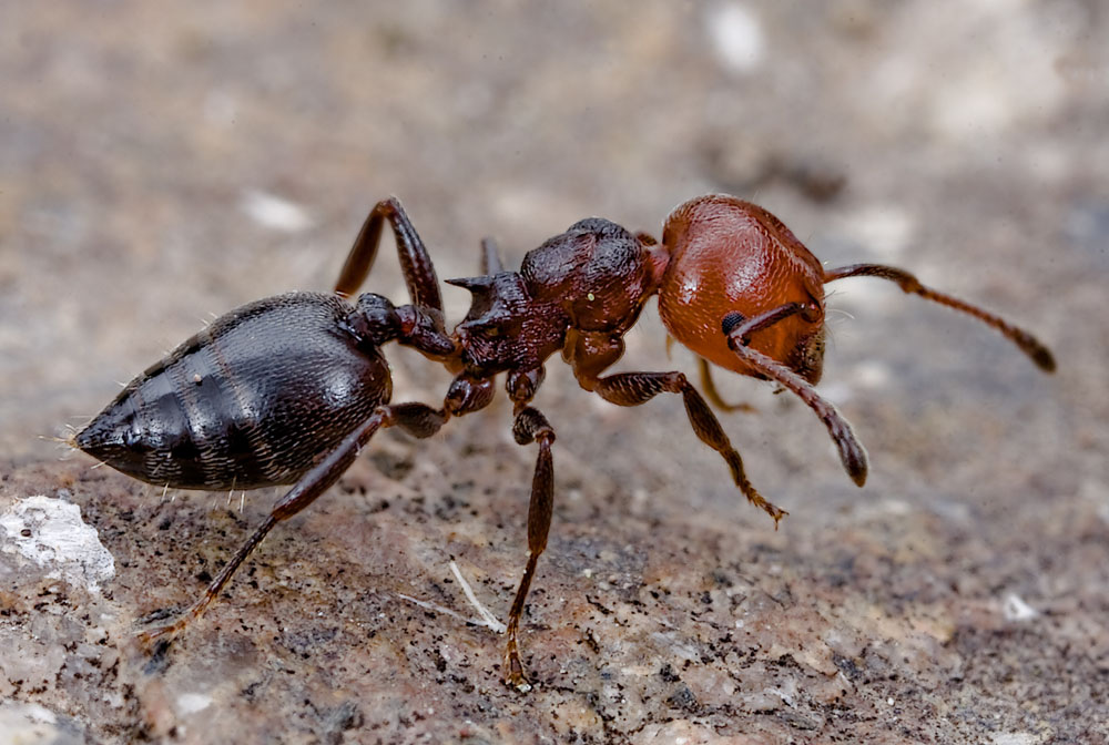 Crematogaster scutellaris - afidi per cena ?