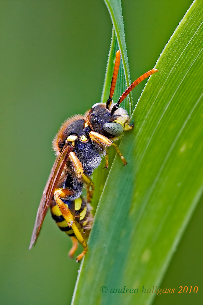 Forse Anthidium sp. ??? No. Nomada sp. appena svegliata
