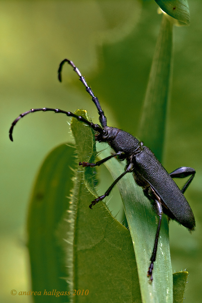 Quale cerambice ???? Ropalopus clavipes