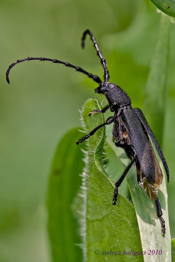 Quale cerambice ???? Ropalopus clavipes